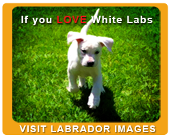 Buy Labrador Retriever Images